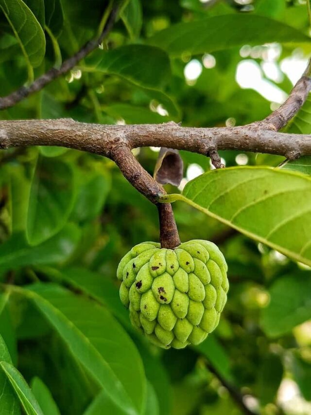 6 surprising benefits of eating custard apple in winters 
