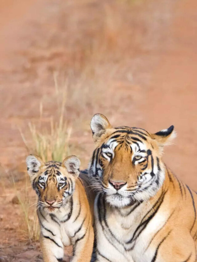 Wild History: All About Dudhwa National Park, The Pride Of Uttar Pradesh