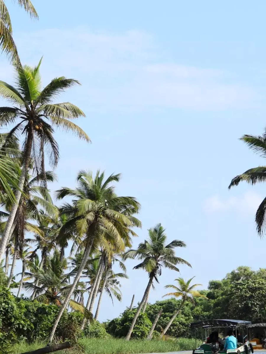 Offbeat And Affordable Honeymoon Destinations In South India