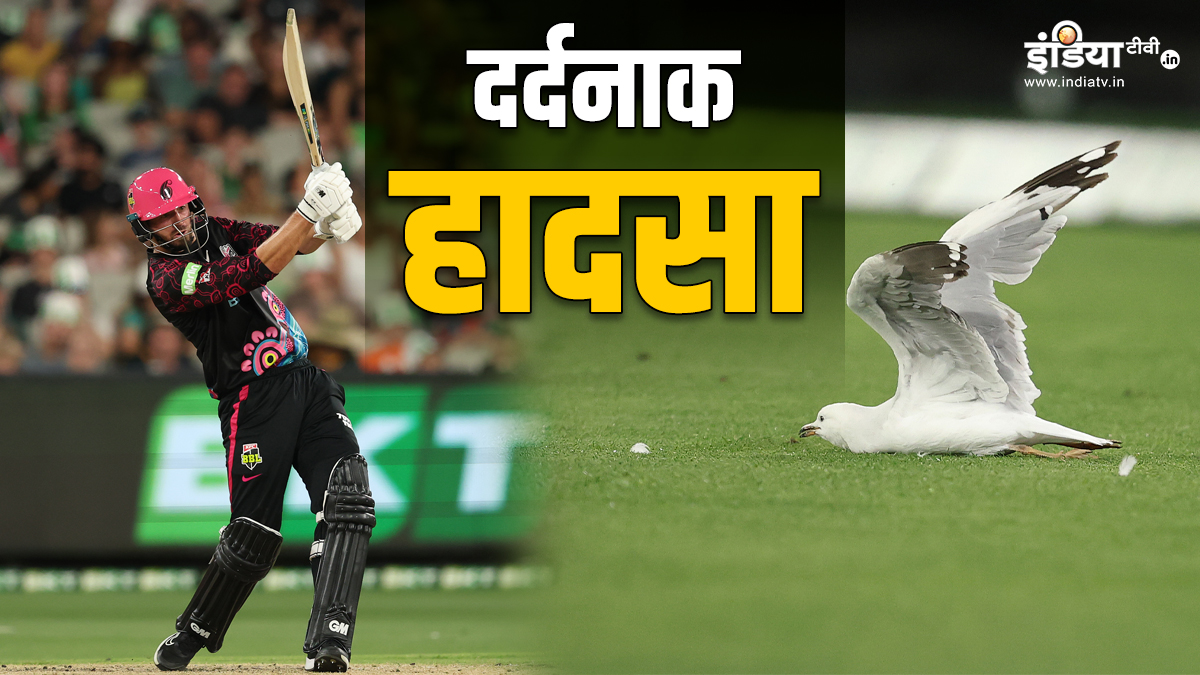 The batsman hit such a shot that the feathers of the bird sitting on the field flew into pieces, see VIDEO