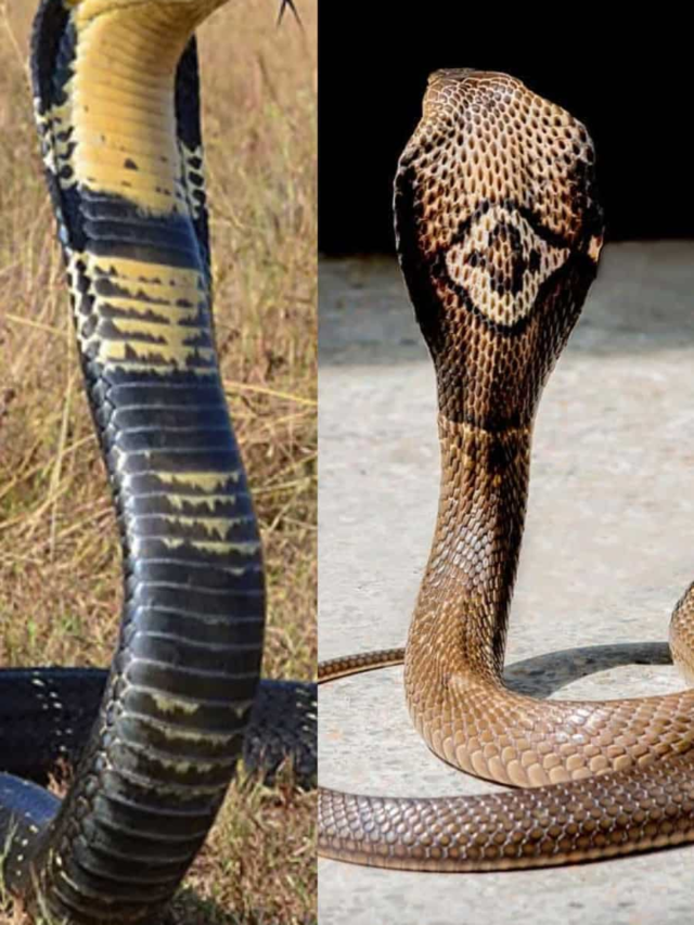 Monocled Cobra vs King Cobra: Who would win a fight? 