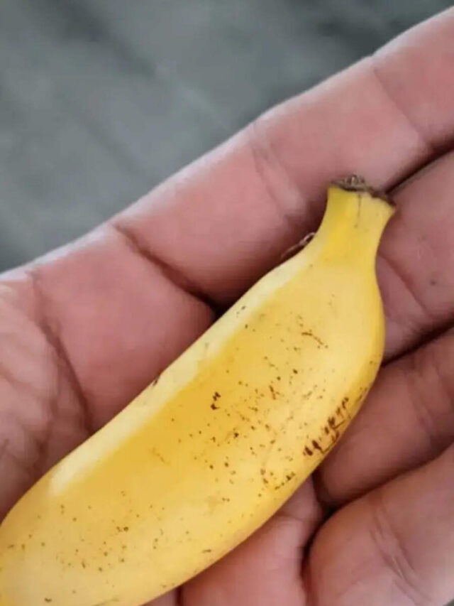Did You Know The World's Smallest Banana Is Only A Few Centimetres Long