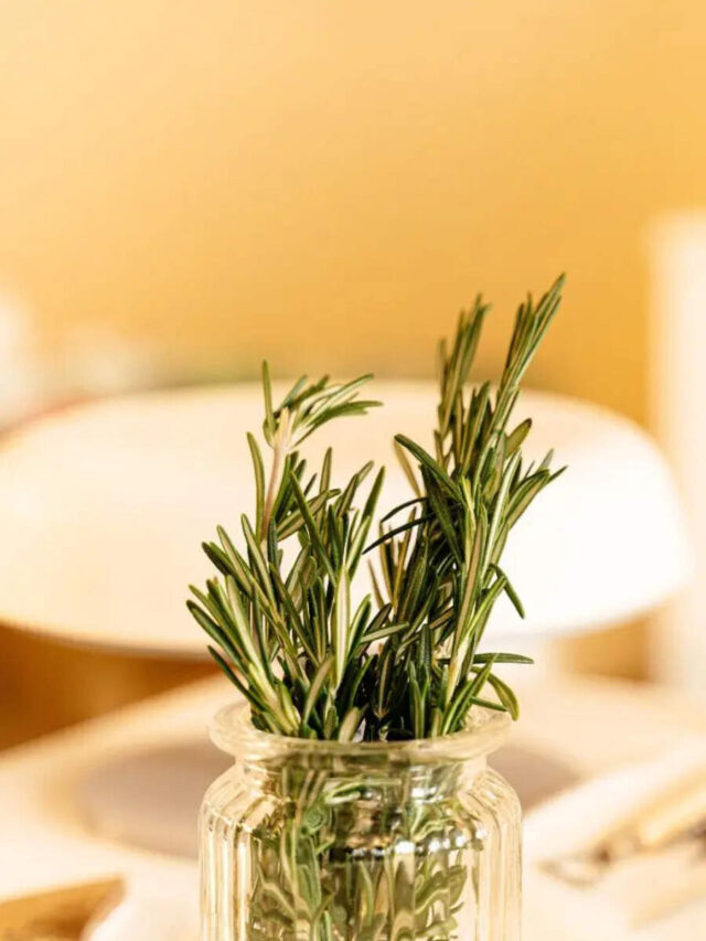 10 Indoor Plants For Your Kitchen Which Can Also Be Used As Cooking Ingredients