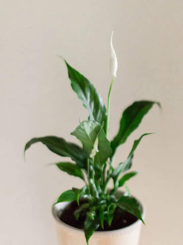 10 Low-Maintenance Indoor Plants for First-time Plant Parents