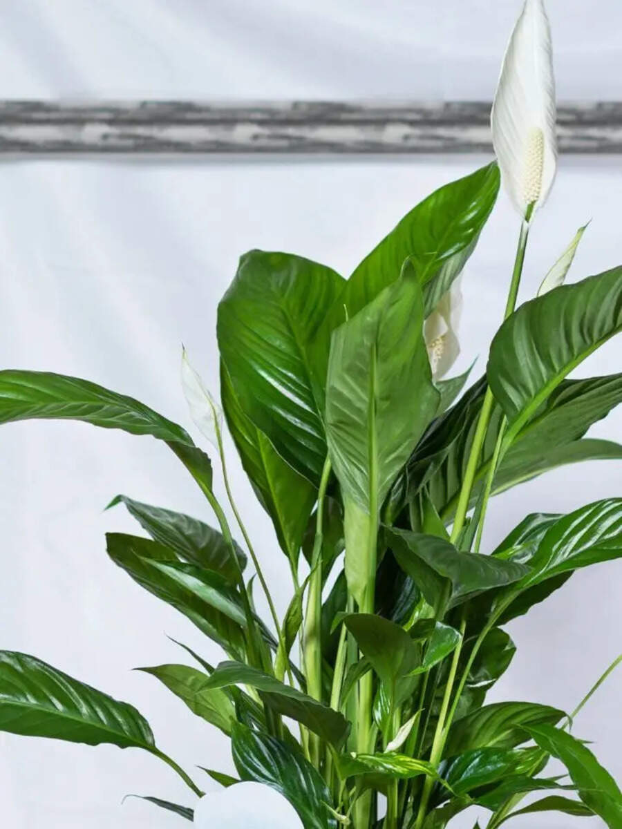 10 Amazing Benefits Of Keeping A Peace Lily Plant In Your Kitchen